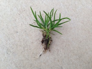 A weed removed by hands.