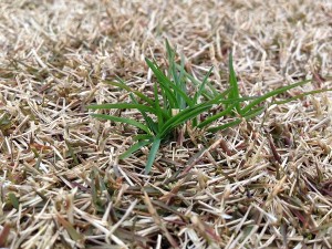 A green weed grown in the yard. 