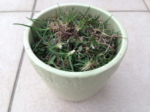 Full of weeds in a flower pot using as a trash box.