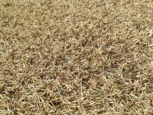 Brown dormant lawn. A close-up view.