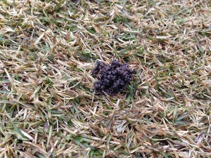 Earthworm dung on the lawn.