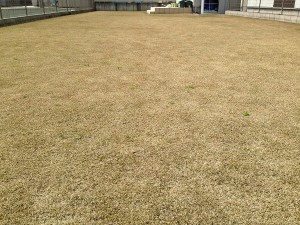 Lawn on March 21st, 2016. Before procedures.