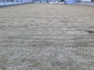 Backyard lawn after burning.