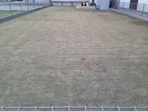 The Lawn after the procedures. A photo from the east side.