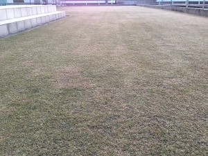 Lawn on March 26th, 2016. Lawn at 6 o'clock in the early morning before staring the work.