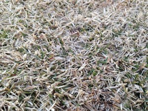 Lawn on March 26th, 2016. Lawn at 6 o'clock in the early morning before staring the work. Closeup photographing.
