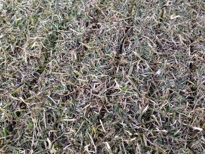 Lawn after the vertical cutting, in a closeup view.