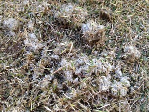 Thatches freezed by frost.