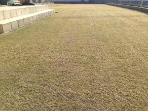 At 7:50, the lawn after finishing the vertical cutting.