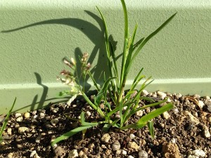 Annual bluegrass in a planter.