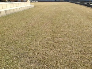 Lawn after the entire topsoiling.