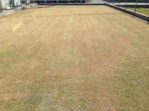 Lawn after the entire topsoiling. A photo from a different angle.