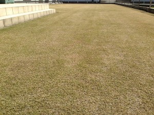 The lawn after rubbing topdressing. A photo from the west side.