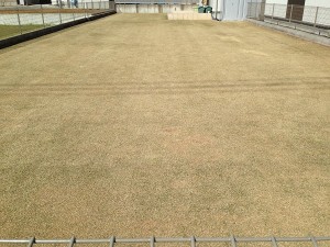 The lawn after rubbing topdressing. A photo from the east side.