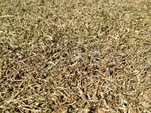 The lawn after rubbing topdressing. A closeup photo.