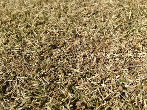 The lawn after rubbing topdressing. A closeup photo.