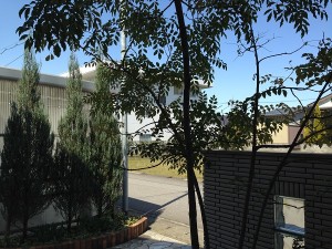 Conifers and ash in the entrance. A photo from the behind.