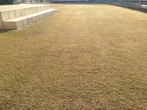 Lawn on March 27th, 2016. From the west in a lower angle.