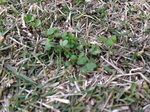 wood sorrel.