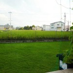 裏庭の芝生。手前にゴーヤのグリーンカーテン。庭の後ろは緑の稲田。
