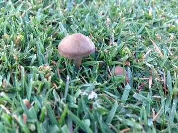 芝生に生えた小さな茶色のキノコ。