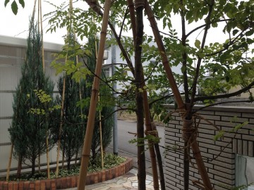 竹の支柱で固定された、冬囲いの後のコニファーとシマトネリコ。