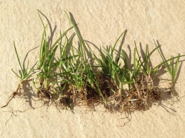 タイルデッキの上に並べられた小さな緑の雑草。茶色い根がついている。