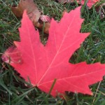 緑の芝生の上に落ちた、紅いメープルの葉。
