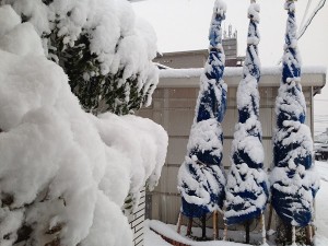 2016年3月1日。玄関前のコニファーとシマトネリコも雪の下。