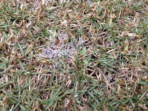 芝生の上のピシウムの菌糸についた水滴。