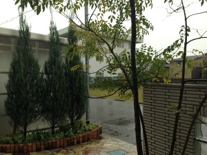 2016年4月7日の玄関前のコニファーとシマトネリコ。雨が降っている。