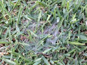 芝生の上のピシウムの菌糸。