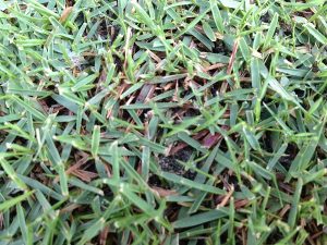 茶色い不定形の茶色い芝生の病気。ゾイシアデクライン（日本芝立枯病）？