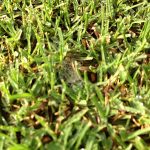 茶色い不定形の茶色い芝生の病気。ゾイシアデクライン（日本芝立枯病）？