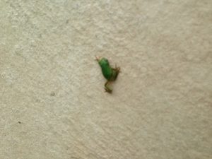 タイルデッキの横の小さな緑のアマガエル。
