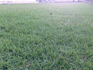 2016年8月16日の朝の裏庭の芝生。かなり低めの目線。