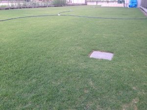 2016年8月16日の朝の裏庭の芝生。少し低めの目線。