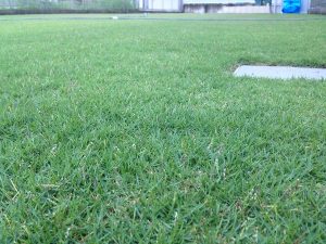 2016年8月17日の朝5:30の裏庭の芝生。かなり低めの目線。
