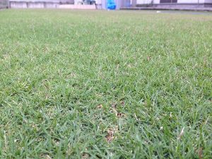 2016年8月18日の朝の裏庭の芝生。かなり低めの目線。