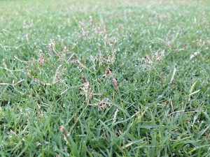 芝生の近接撮影。TM9の穂が伸びている。