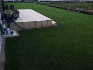 2016年8月23日の朝のまだ薄暗い裏庭の芝生。
