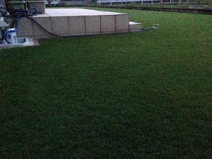 2016年8月23日の朝のまだ薄暗い裏庭の芝生。少し低めの目線。