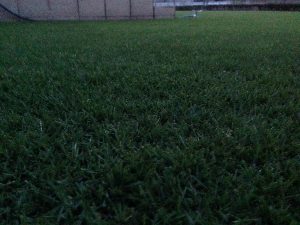 2016年8月23日の朝のまだ薄暗い裏庭の芝生。かなり低めの目線。