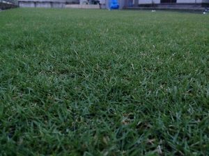 2016年8月23日の朝のまだ薄暗い裏庭の芝生。かなり低めの目線。