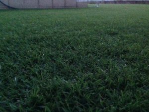 2016年8月24日の早朝のまだ薄暗い裏庭の芝生。かなり低めの目線。