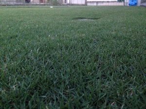 2016年8月24日の早朝のまだ薄暗い裏庭の芝生。かなり低めの目線。