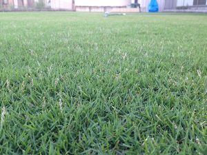 2016年8月25日の朝の裏庭の芝生。かなり低めの目線。