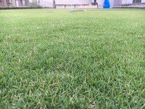 2016年8月26日の朝の裏庭の芝生。かなり低めの目線。