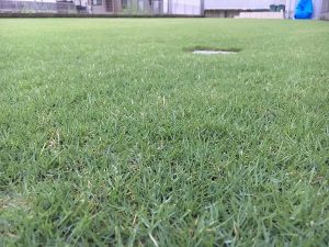 2016年8月27日の雨降り後の朝の芝生。かなり低めの目線。