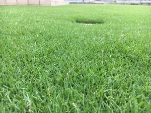 2016年8月27日の昼の裏庭の芝生。かなり低めの目線。